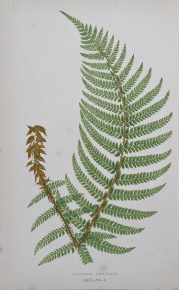 click for detailed image Fern XXIII.jpg